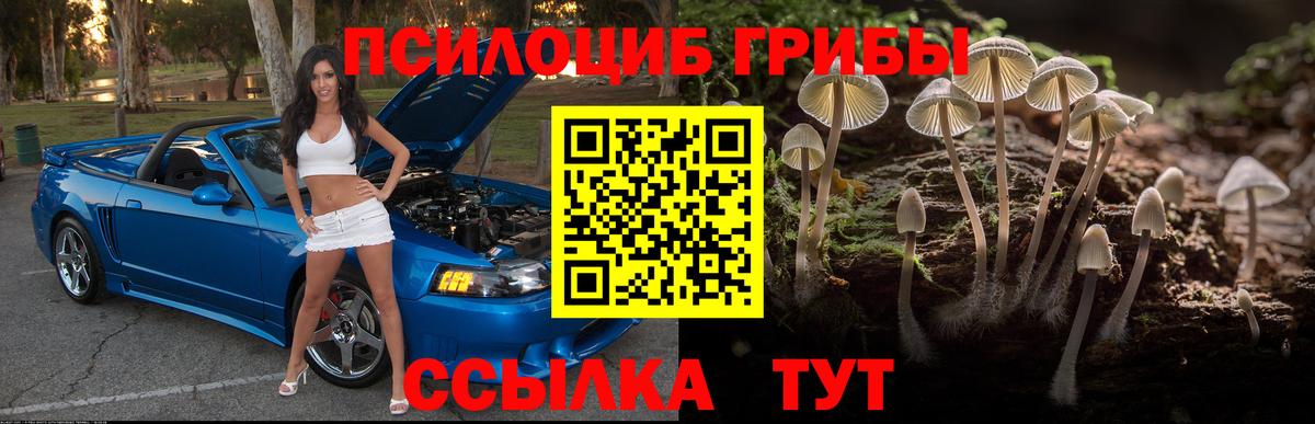 Псилоцибиновые грибы Psilocybe Лениногорск